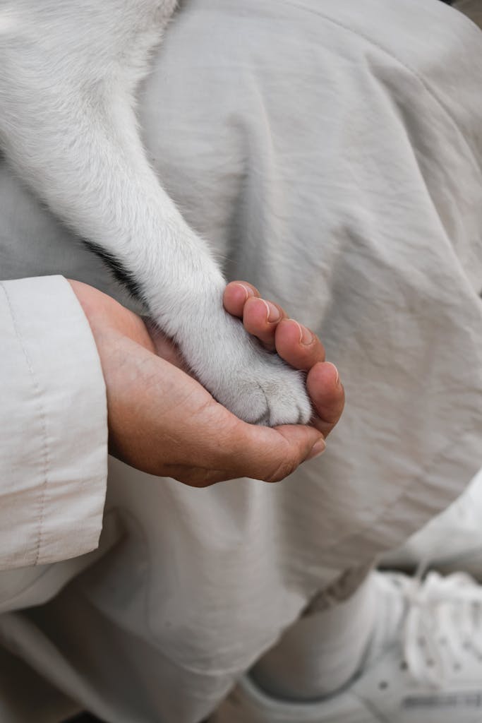 A close-up of a human hand gently holding a dog's paw, symbolizing trust and companionship.