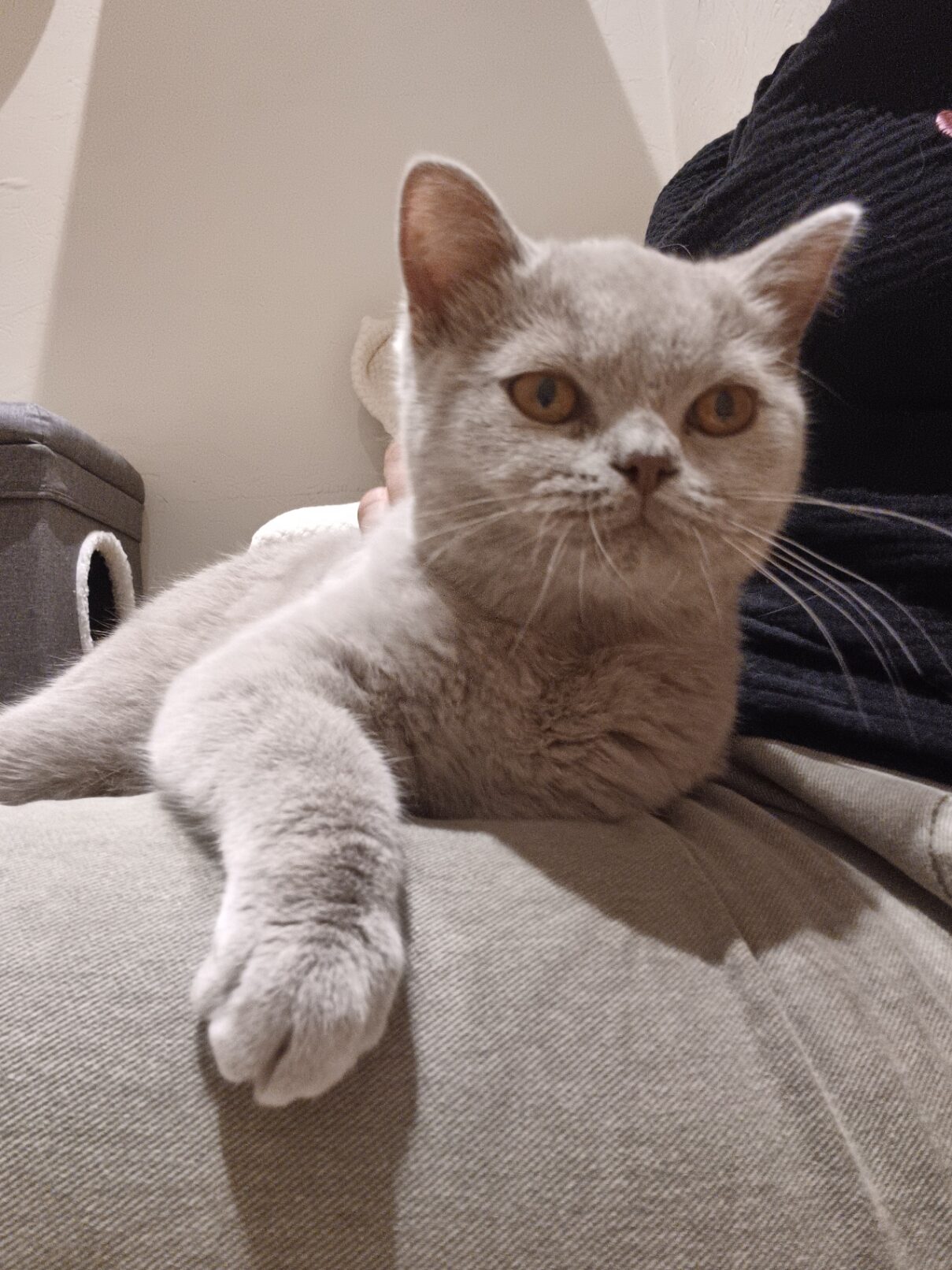 Cat Connection